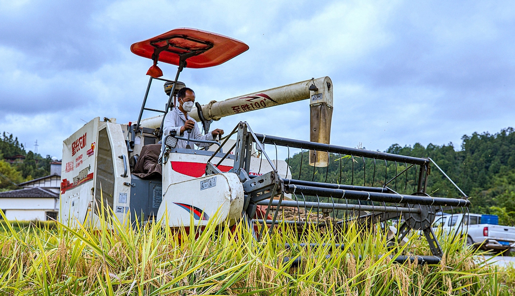 福建德化：金黄稻田好“丰”景