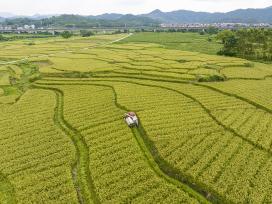 广西贺州：农民驾驶收割机收割谷子