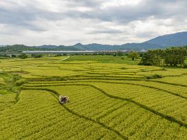 广西贺州：农民驾驶收割机收割谷子