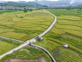 广西贺州：农民驾驶收割机收割谷子