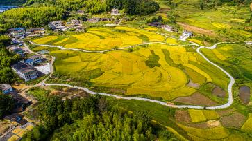 福建德化：金黄稻田好“丰”景