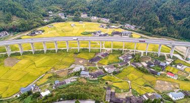 福建德化：金黄稻田好“丰”景