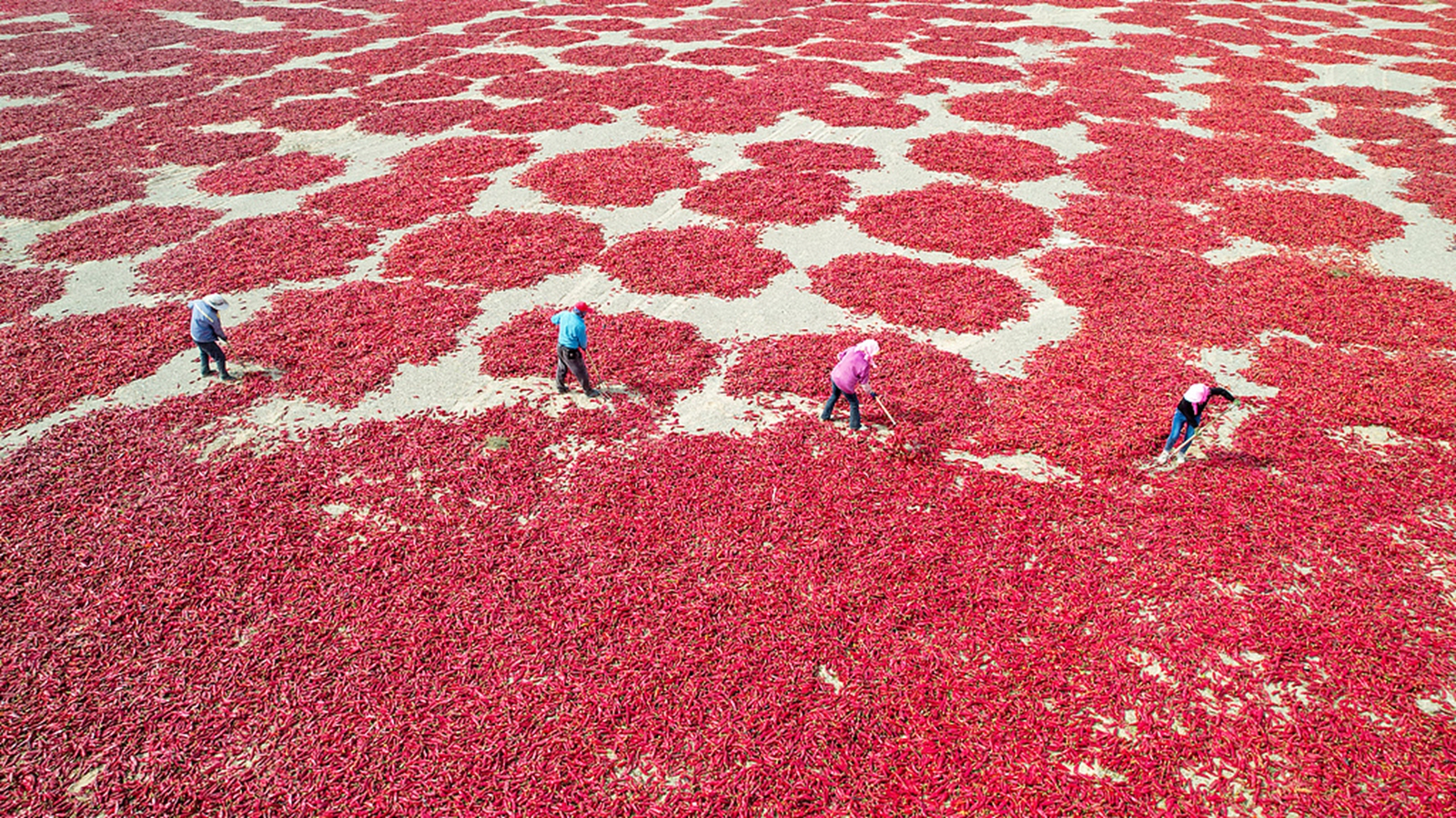 甘肃酒泉：村民晒辣椒 “映红”丰收年