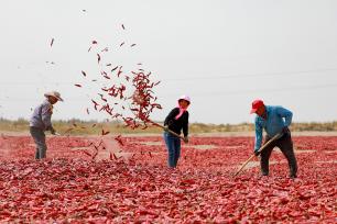 甘肃酒泉：村民晒辣椒 “映红”丰收年