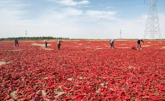甘肃酒泉：村民晒辣椒 “映红”丰收年