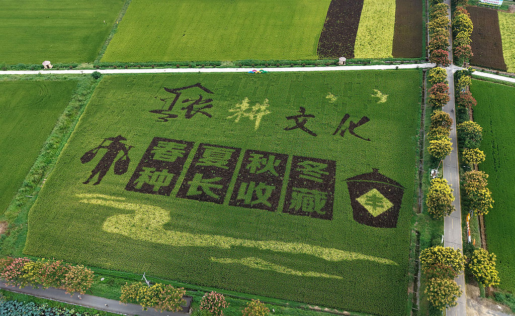 江苏扬州：“稻田画”进入最佳观赏期