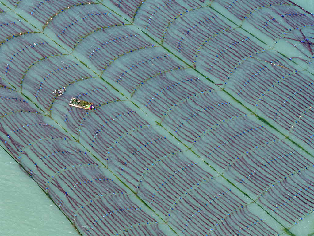 福建霞浦：海上“菜园”迎来丰收季