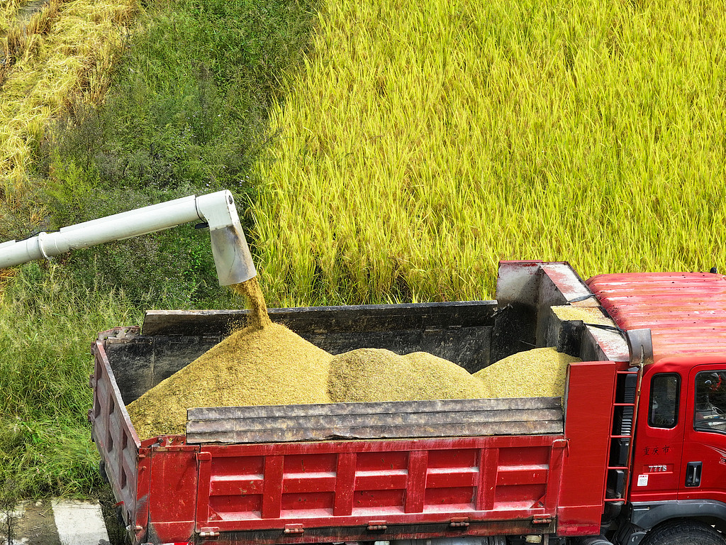 重庆：村民驾驶收割机收获水稻