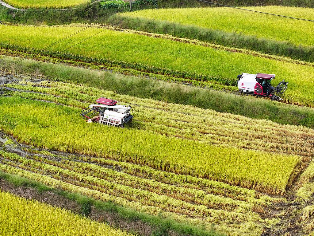 重庆：村民驾驶收割机收获水稻