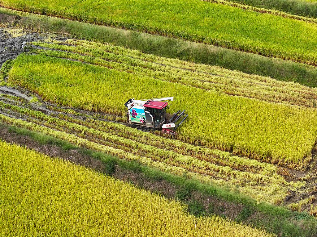 重庆：村民驾驶收割机收获水稻