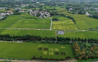 江苏扬州：“稻田画”进入最佳观赏期
