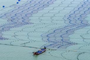 福建霞浦：海上“菜园”迎来丰收季