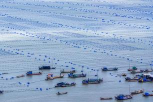 福建霞浦：海上“菜园”迎来丰收季
