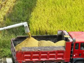 重庆：村民驾驶收割机收获水稻