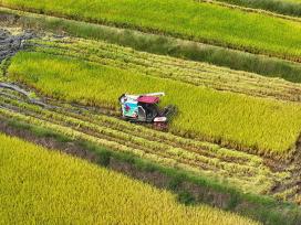 重庆：村民驾驶收割机收获水稻