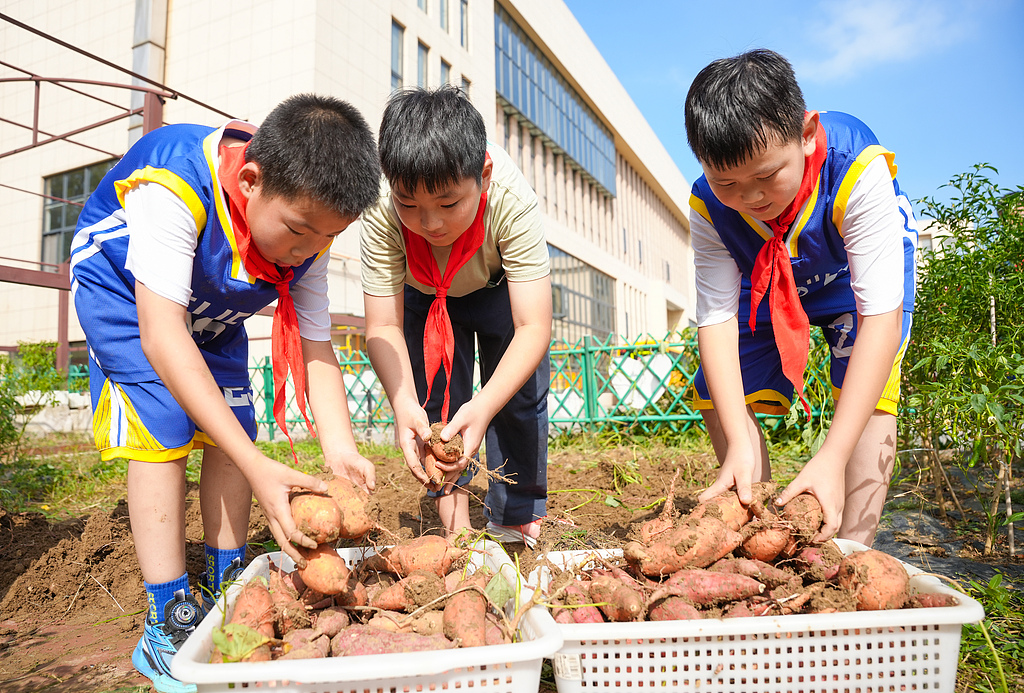 浙江长兴：小学生劳动基地采收红薯