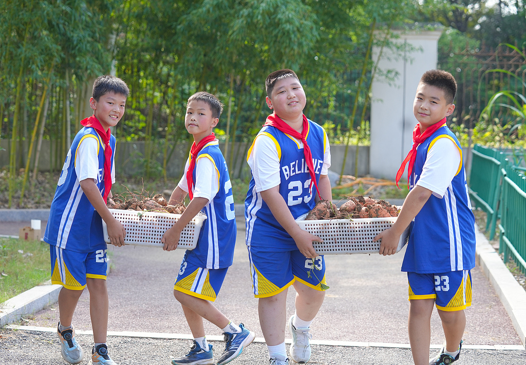 浙江长兴：小学生劳动基地采收红薯