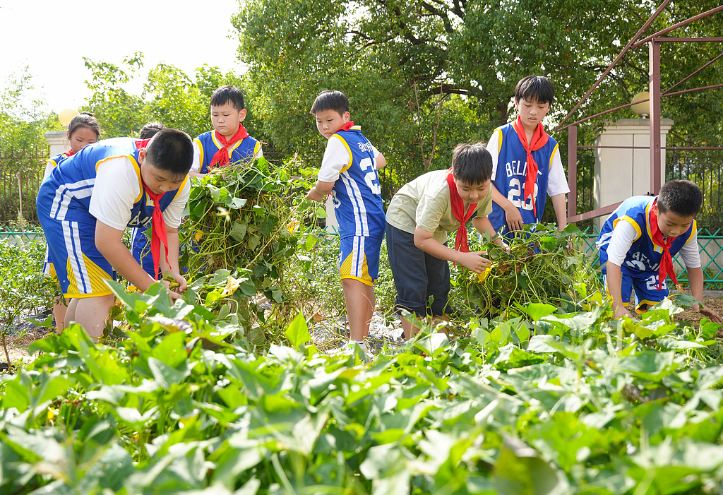 浙江长兴：小学生劳动基地采收红薯