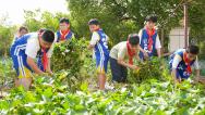 浙江长兴：小学生劳动基地采收红薯