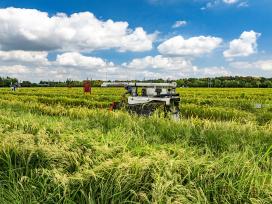 江苏泰州：金秋时节农民收割制种水稻