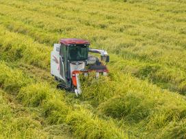 江苏泰州：金秋时节农民收割制种水稻