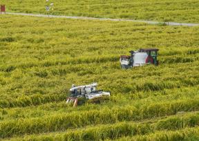 江苏泰州：金秋时节农民收割制种水稻