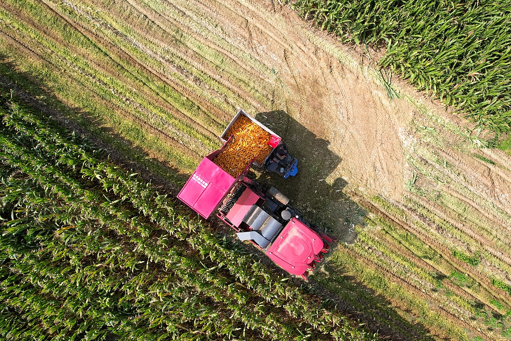 河北邯郸：农民驾驶农机收割玉米