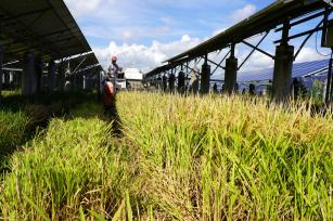 浙江乐清：收割机在光伏板下收稻谷