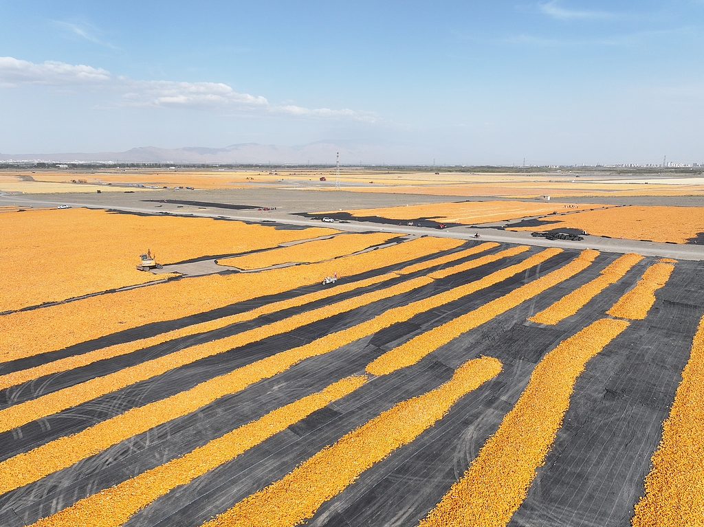 甘肃张掖：工人对玉米进行摊晒挑杂