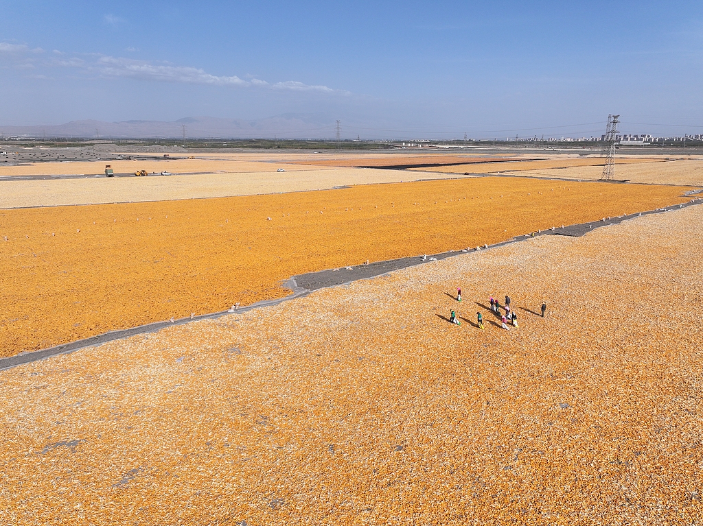 甘肃张掖：工人对玉米进行摊晒挑杂