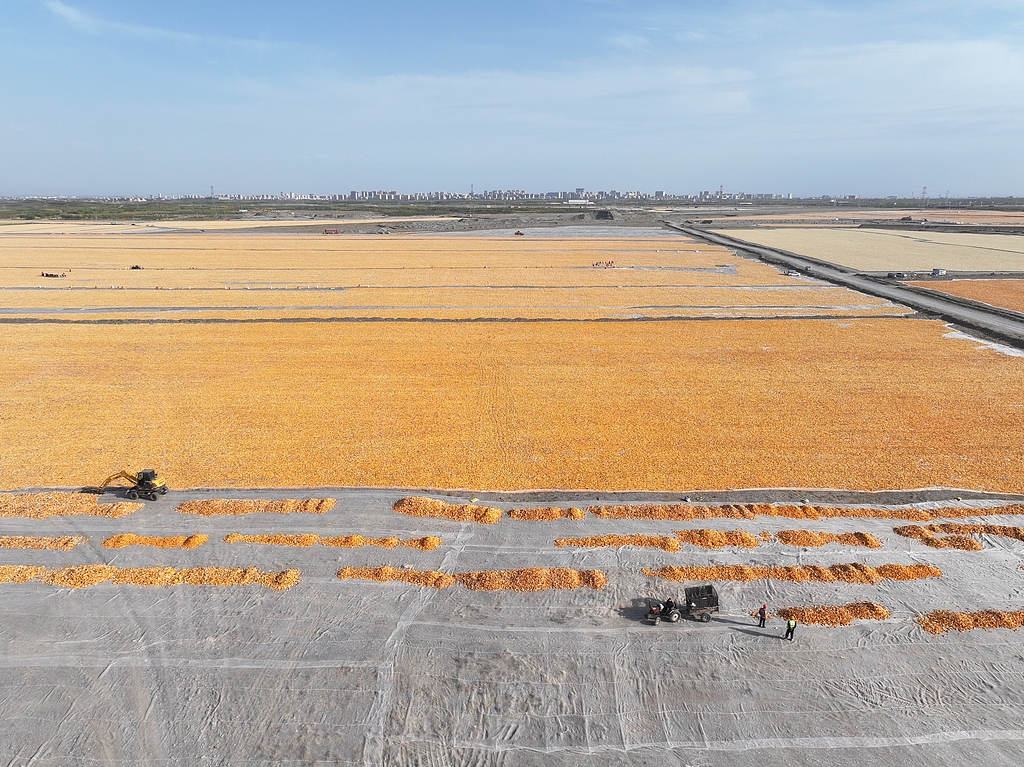 甘肃张掖：工人对玉米进行摊晒挑杂