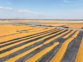 甘肃张掖：工人对玉米进行摊晒挑杂