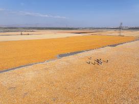 甘肃张掖：工人对玉米进行摊晒挑杂