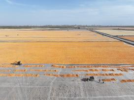 甘肃张掖：工人对玉米进行摊晒挑杂