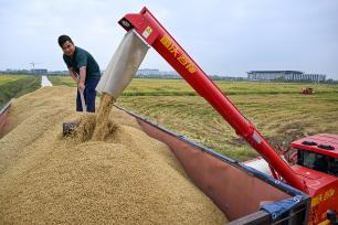 安徽合肥：高标准农田水稻迎丰收