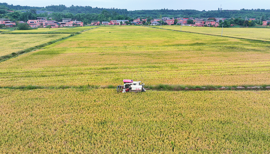 四川眉山：收割机在稻田收割水稻