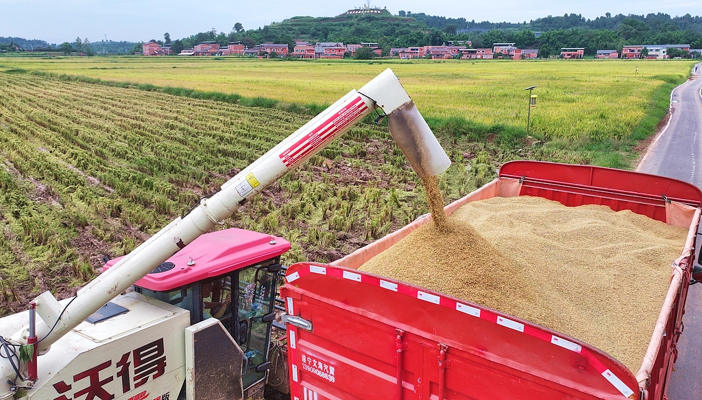 四川眉山：收割机在稻田收割水稻