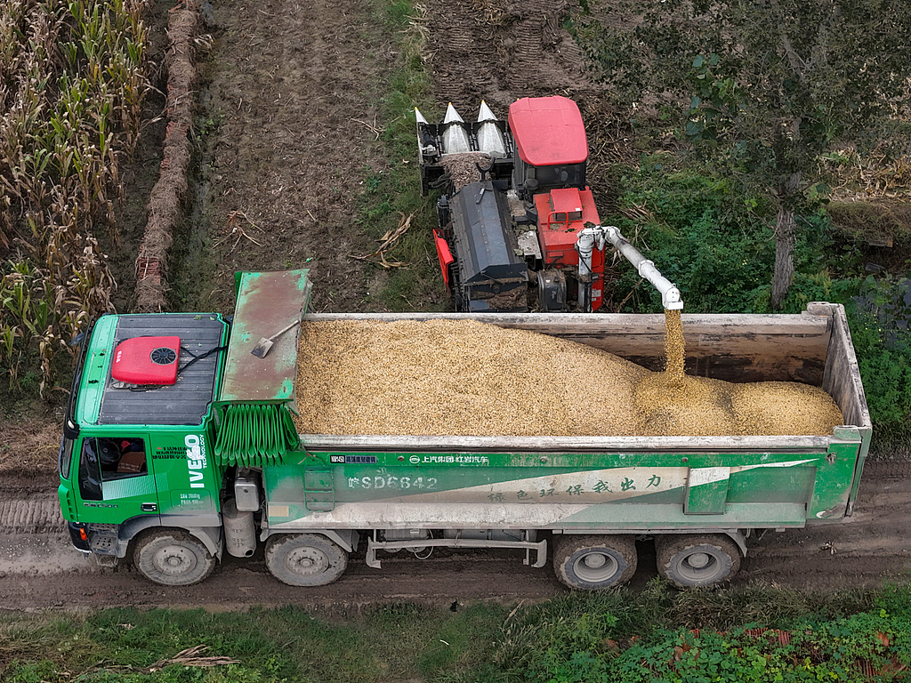 安徽亳州：农民抢抓雨歇天气收玉米