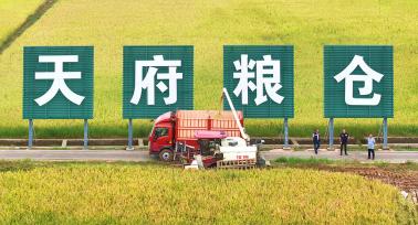 四川眉山：收割机在稻田收割水稻