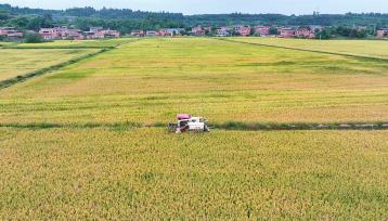 四川眉山：收割机在稻田收割水稻
