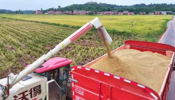 四川眉山：收割机在稻田收割水稻