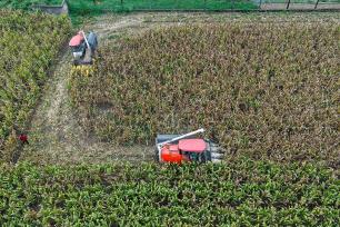 安徽亳州：农民抢抓雨歇天气收玉米