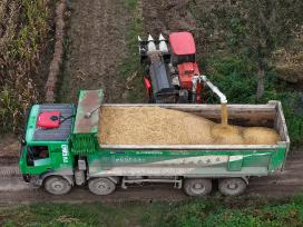 安徽亳州：农民抢抓雨歇天气收玉米