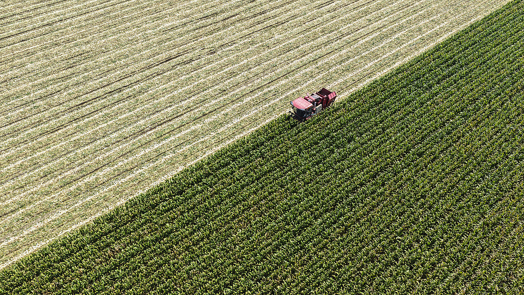 山东东营：农民驾驶联合收割机收割玉米