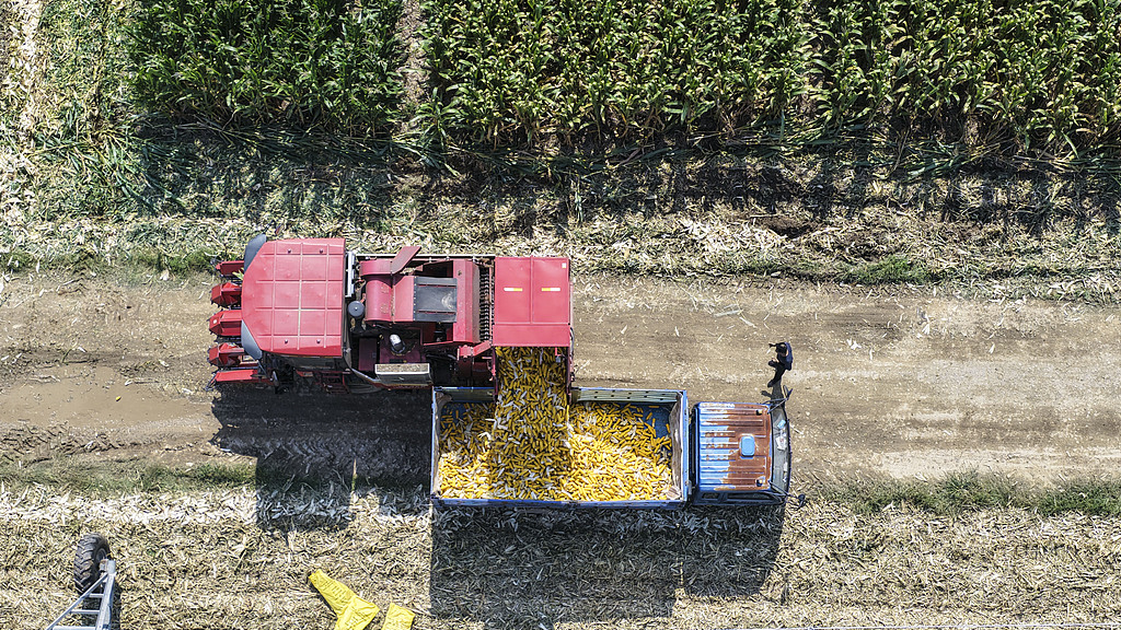 山东东营：农民驾驶联合收割机收割玉米