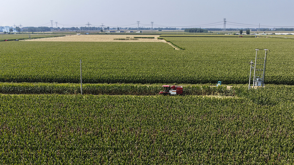 山东东营：农民驾驶联合收割机收割玉米