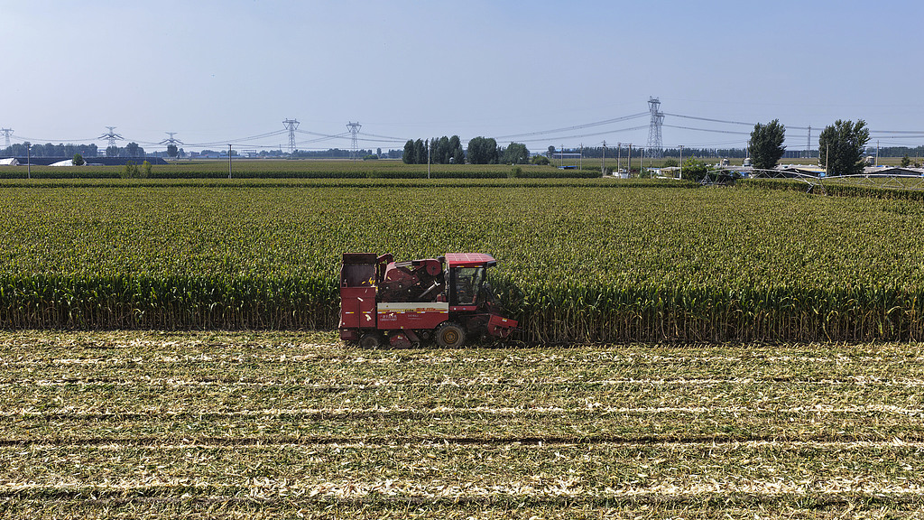 山东东营：农民驾驶联合收割机收割玉米