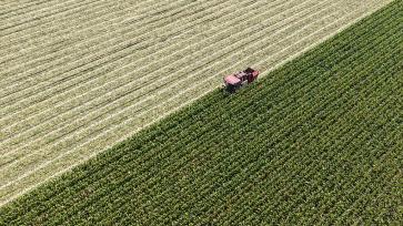 山东东营：农民驾驶联合收割机收割玉米