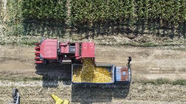 山东东营：农民驾驶联合收割机收割玉米