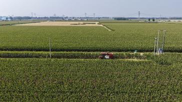 山东东营：农民驾驶联合收割机收割玉米